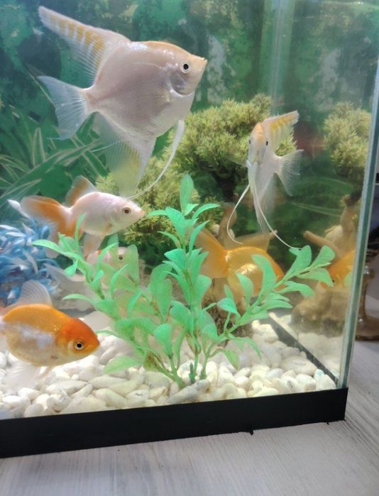 Akvarium va baliqlar sotiladi
httpАквариум