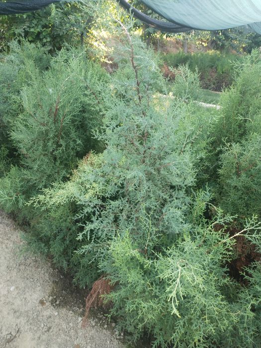 Арча сенса ва кочатлари бор