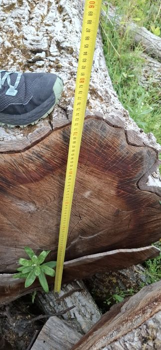 Bustean de nuc si cires pentru blaturi