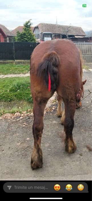 Iapa de 6 ani de vanzare