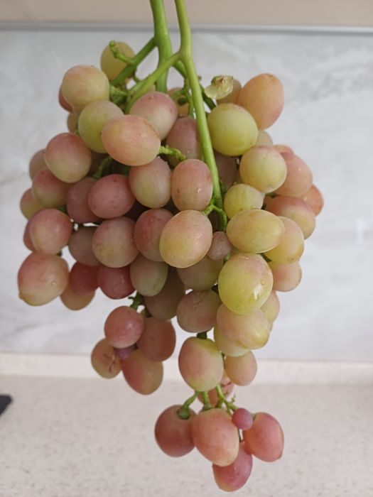 Продам саженцы винограда вегетирующие