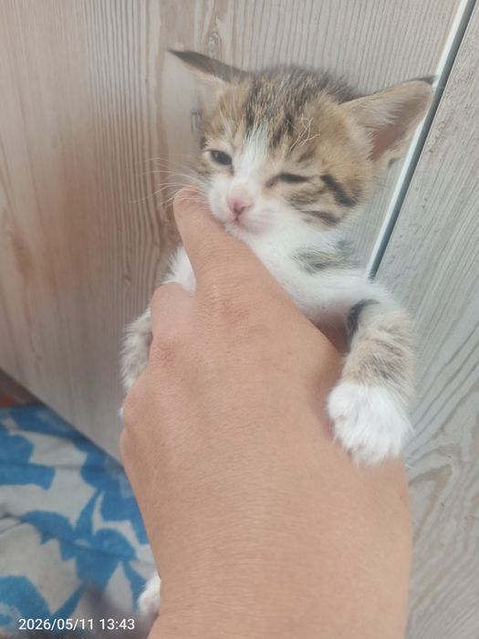 Отдам даром кошки