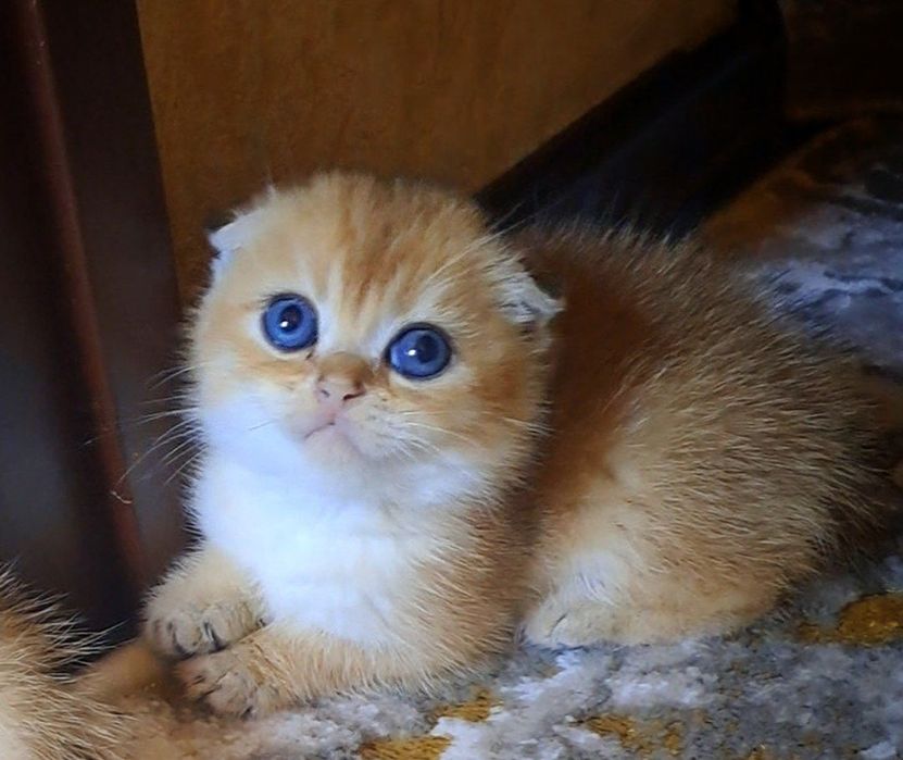 Котята от правильной вязки