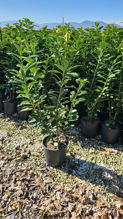 Laurus Englezesc