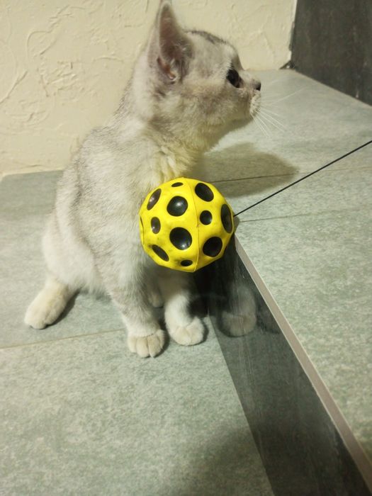 Британская серебристая шиншилла