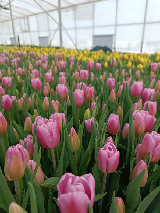 Тюльпаны к 8 марта