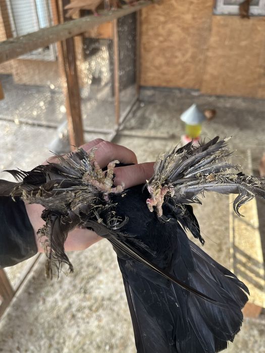 Продам  голубей!