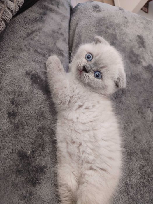 Клепоухо момченце