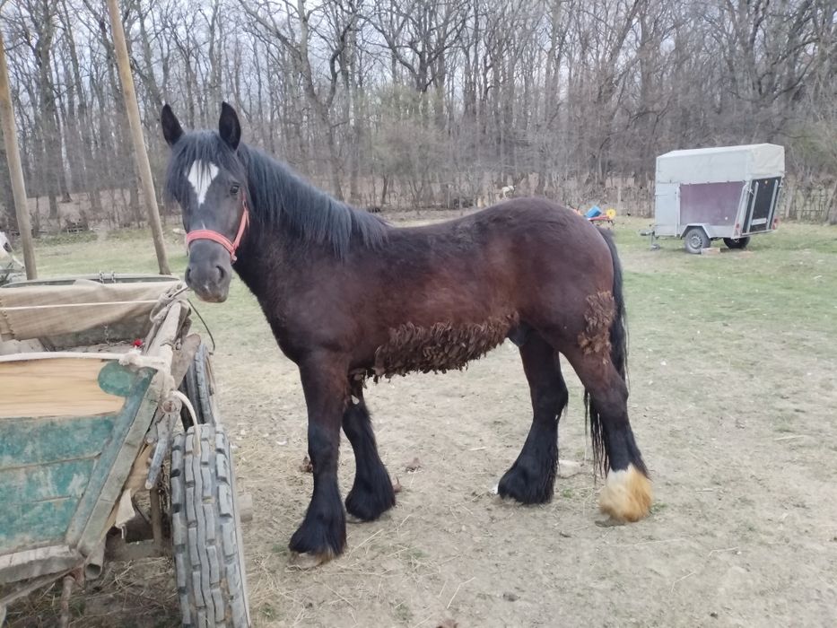 Vând manz de un an jumate