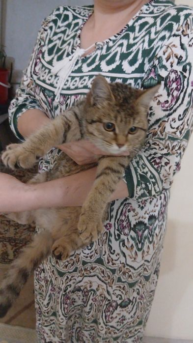 Кошка красивая умная