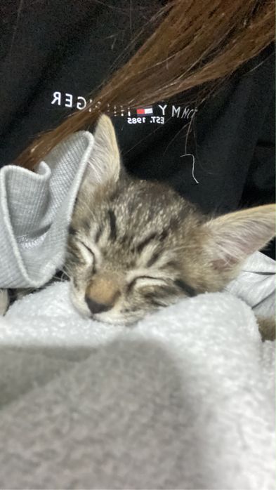 котенок отдадим