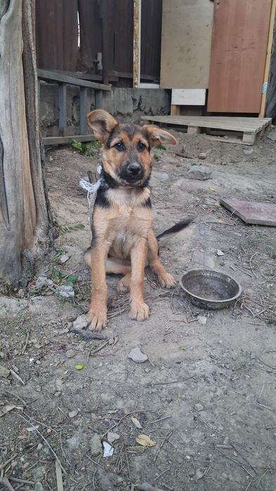 Немецкий овчарка