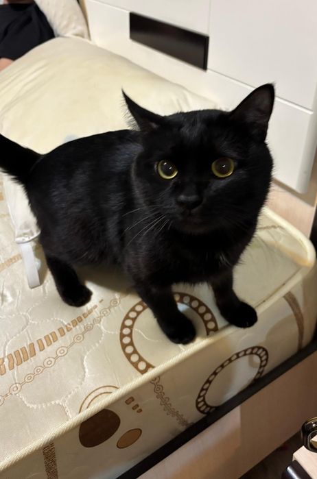 Бесплатно кот ( тегін )