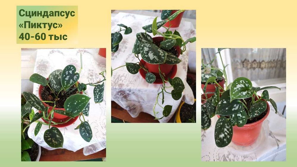 Стеллаж для фиалок со стеклянными полками