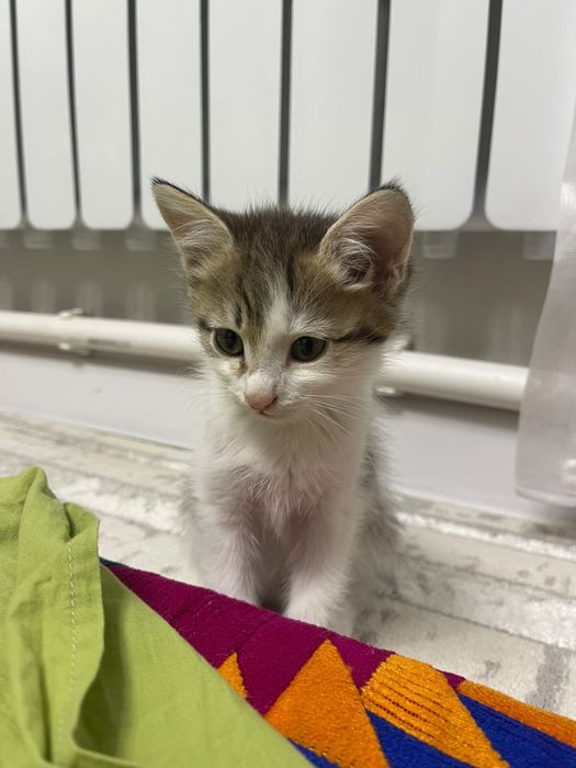 Котята в хорошие руки