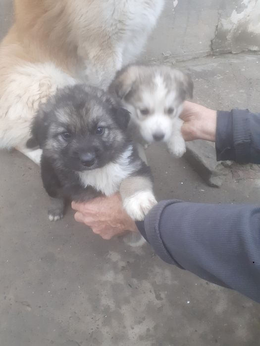 Продам щенки алабая