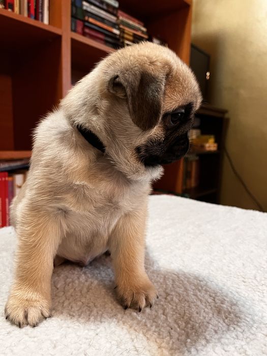 Pui pug cu pedigree FCI