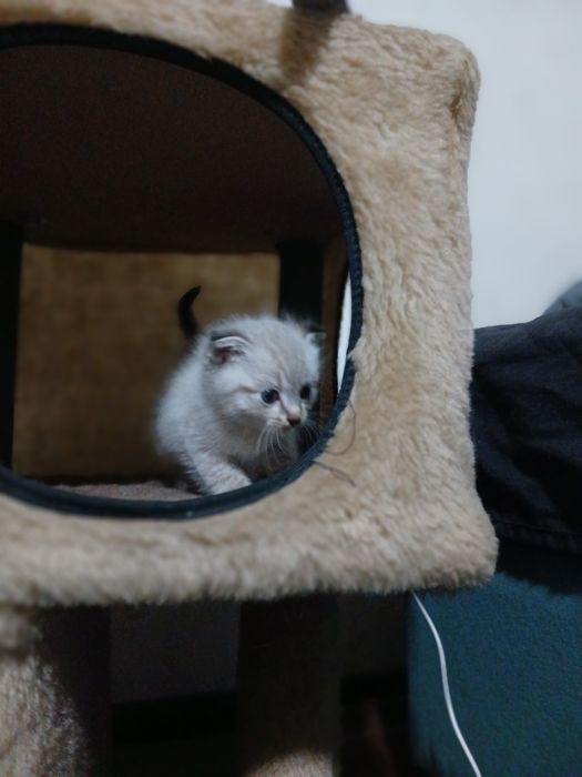 Отдам котят в добрые руки