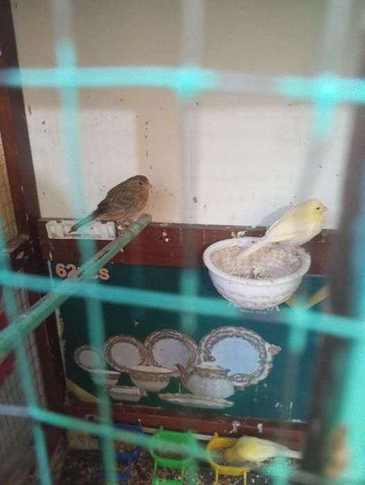 Канарейкалар сотувда