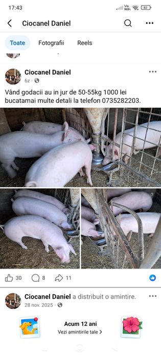 Vând berbec suffolk