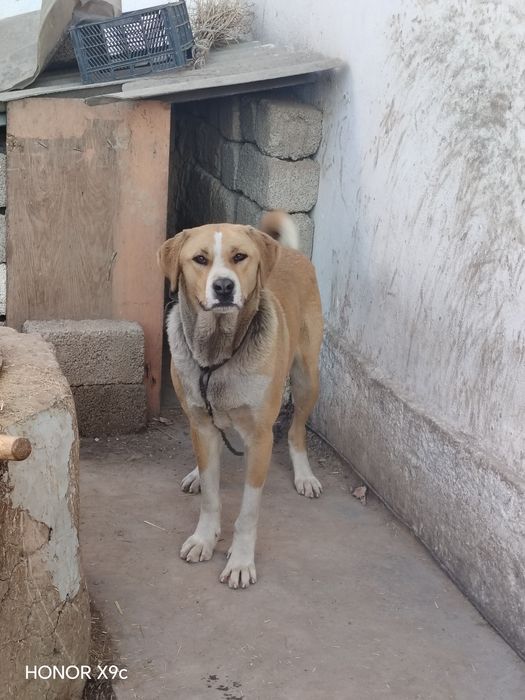 Собака продаётся