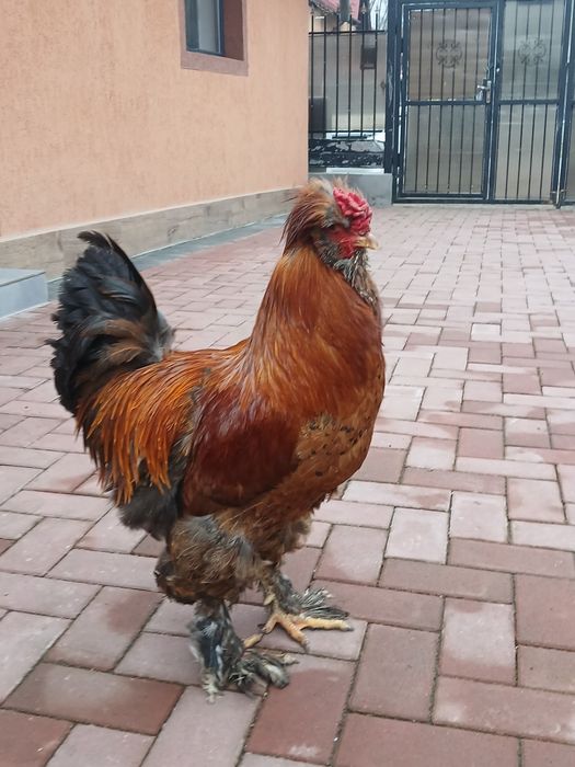 Vand ouă  de incubat