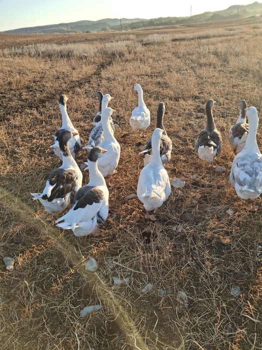 Продам домашних гусей