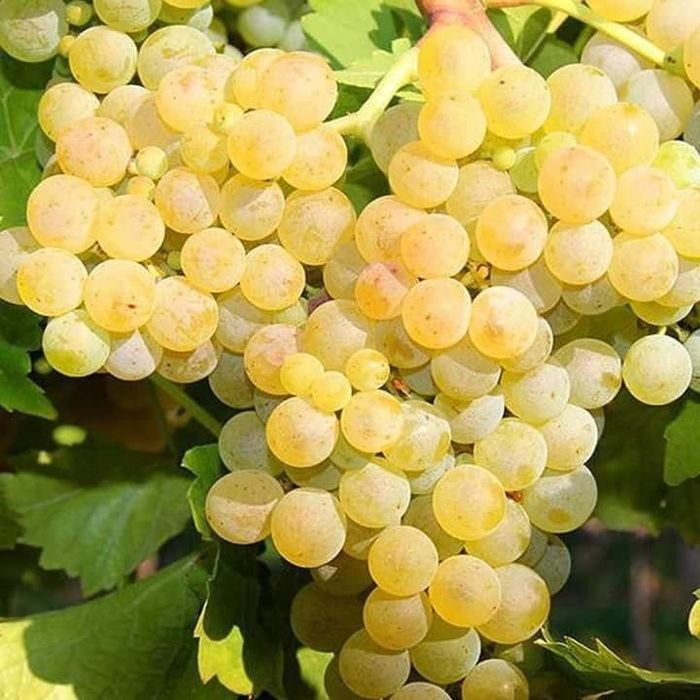 Vând butasi vita de vie