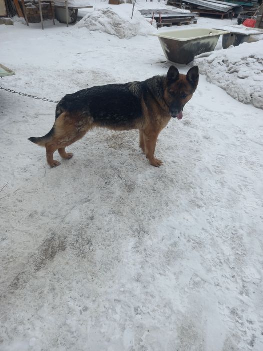 Продам Немецкую овчарку