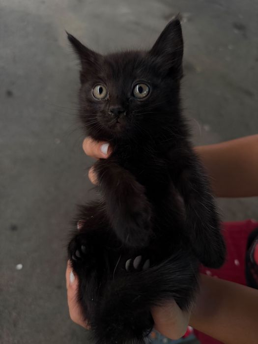 Отдам срочно котят