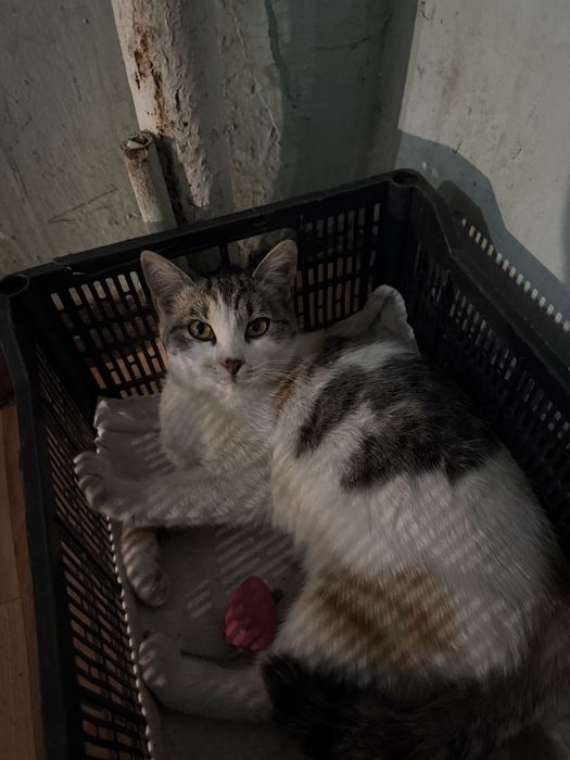 Котенок ищет дом