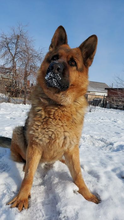 Щенки немецкой овчарки