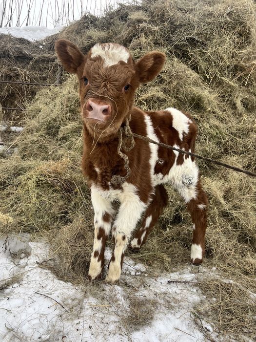 Бұзау, тёлочка 8 күндік