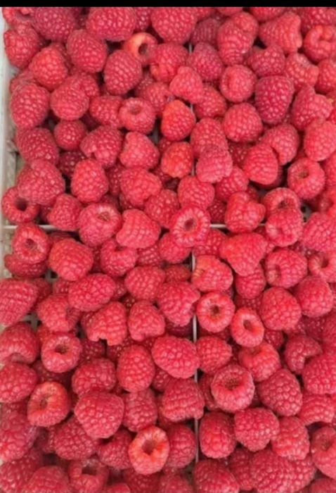 Разсад Ягоди и Малини