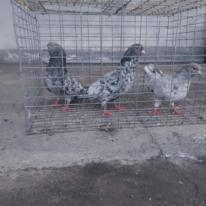 Челкар  2 самец 1 самка лет игра