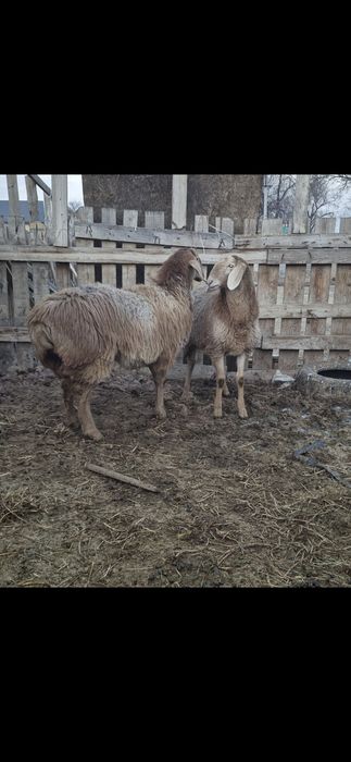 Арашан ұрғашы тоқтылар - ярки