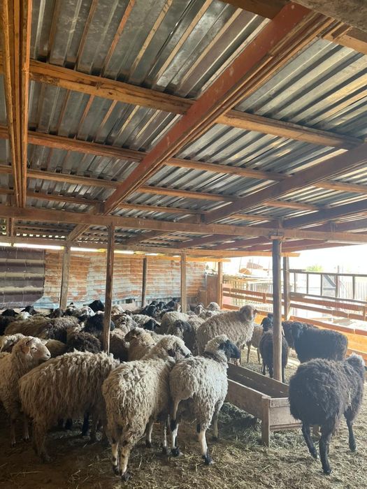 Продаются тухтушки