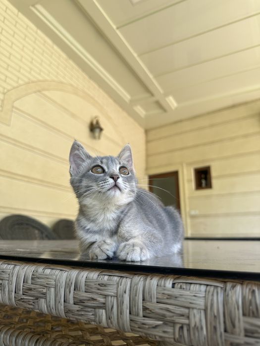 Котенек скоттиш страйт