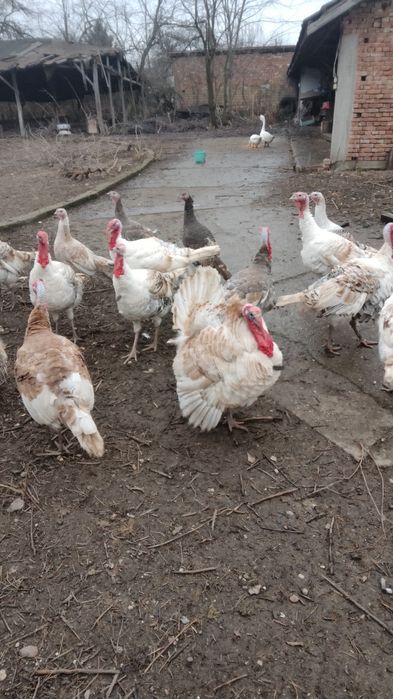 Пуяци и пуйки!!!