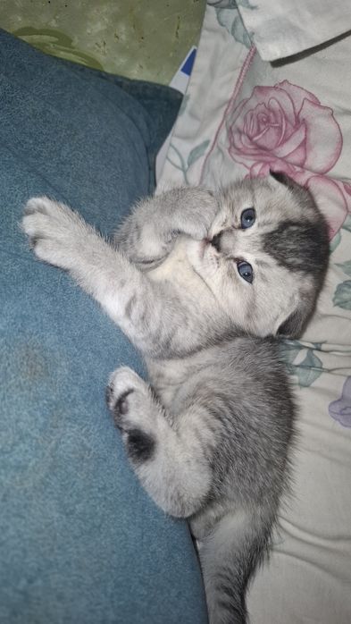 3 котёнка шиншилла.