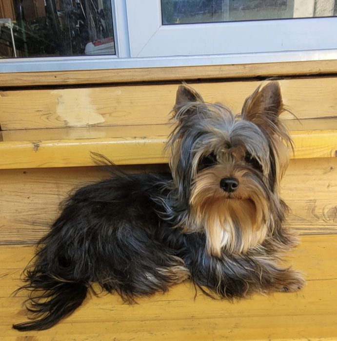 Мартин. на вязку, с опытом!