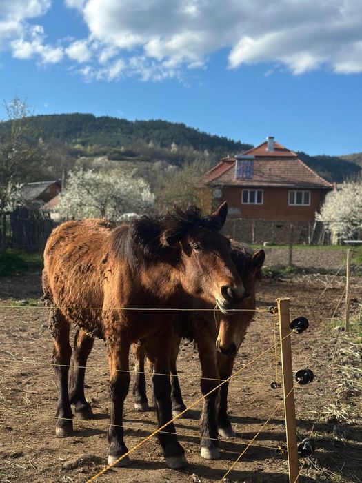 Cai semigrei doua iepe cu manji