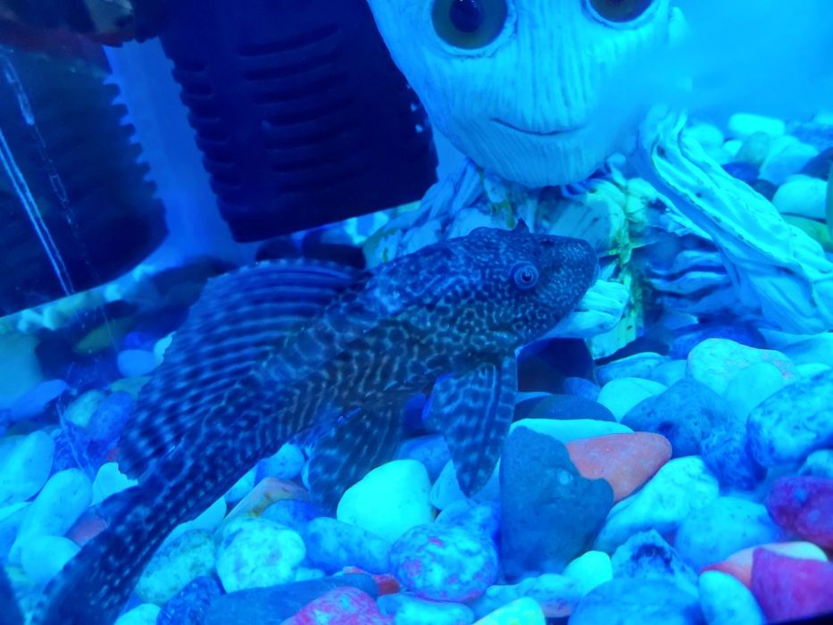 Akvarium ichidagi xamma narsa qoʻshib beriladi baliqlar xam