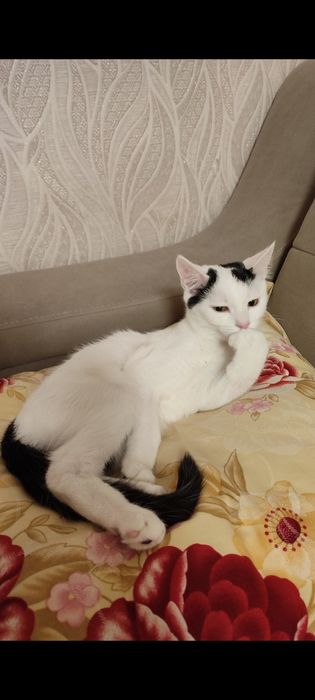 Котики ждут семью