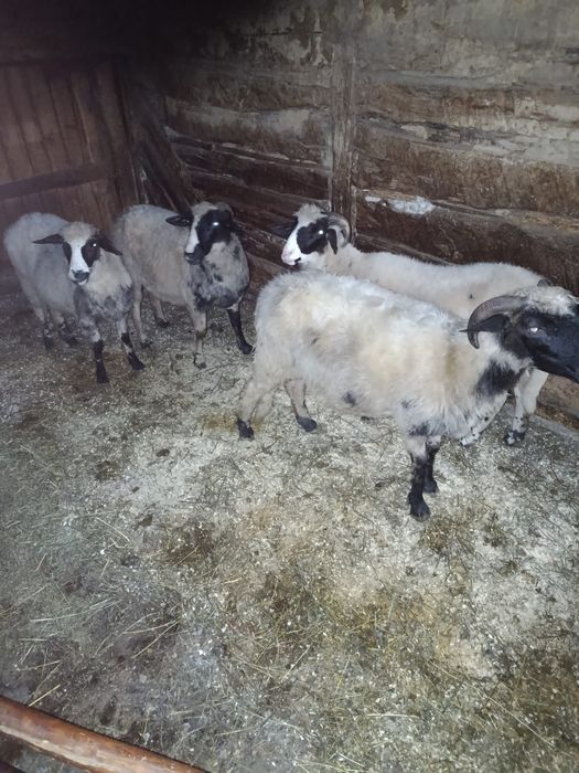 Patru oi disponibile