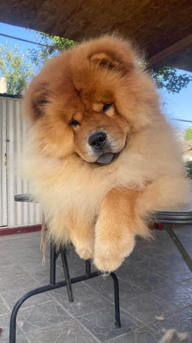 Щенки Чау- чау.Резерв