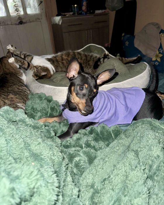 Femela pinscher mini 8 luni 2500 lei