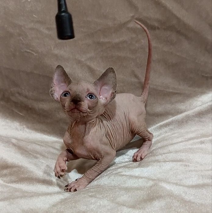 Канадский сфинкс  девочка 1 мес и 3 недели