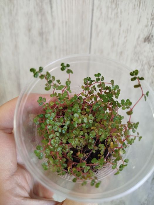 Солейролия/ гелксина