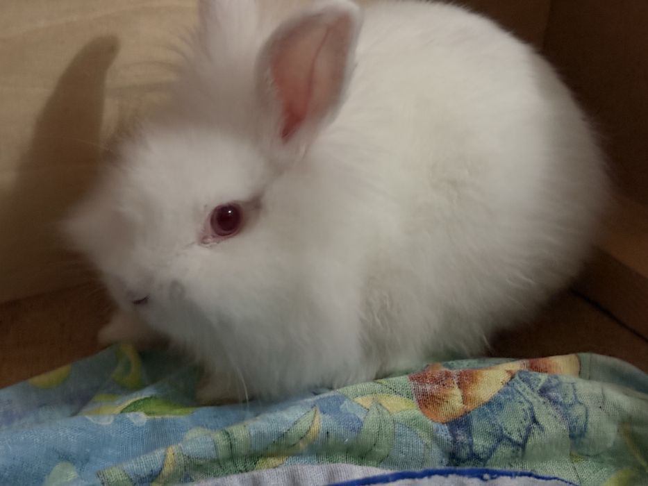 Карликовый кролик
